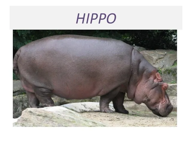 HIPPO