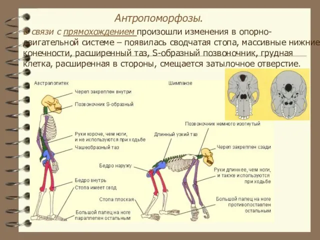 В связи с прямохождением произошли изменения в опорно-двигательной системе – появилась сводчатая