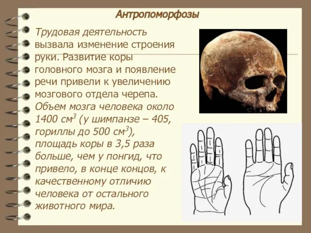 Антропоморфозы Трудовая деятельность вызвала изменение строения руки. Развитие коры головного мозга и