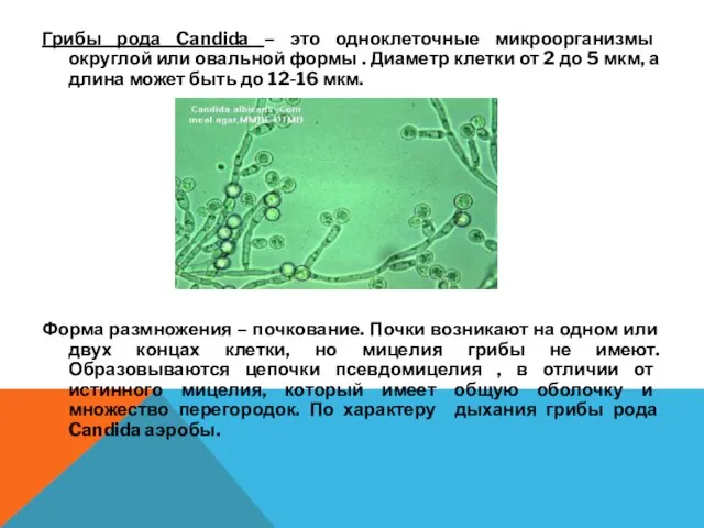 Грибы рода Candida – это одноклеточные микроорганизмы округлой или овальной формы .