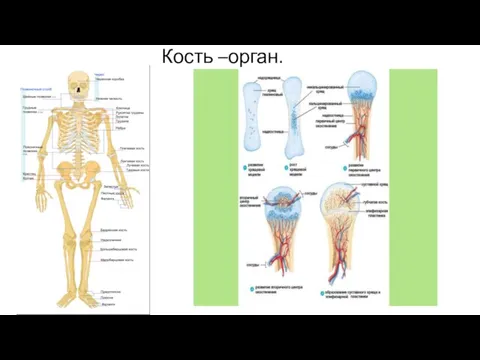 Кость –орган.