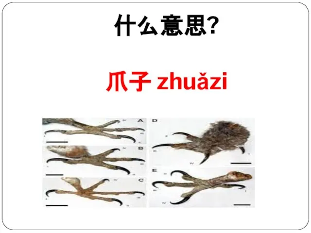 什么意思? 爪子 zhuǎzi