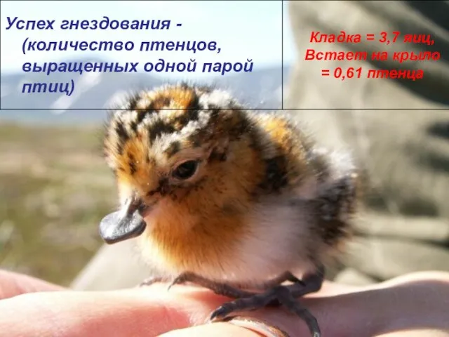 Breeding success of SBS in Menypil’gyno (2003-2007) (Zockler, Syroechkovskiy, Atkinson, 2010)