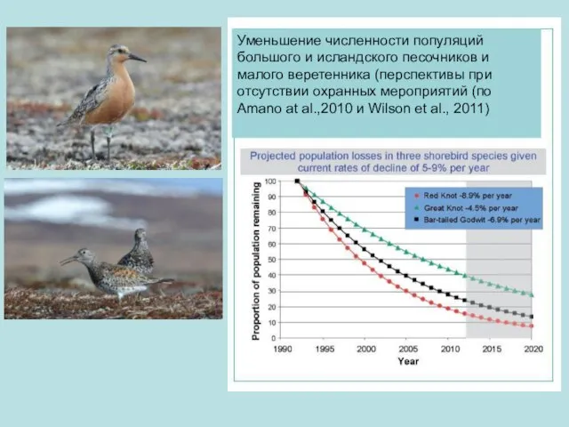 Уменьшение численности популяций большого и исландского песочников и малого веретенника (перспективы при