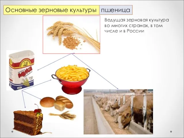 Основные зерновые культуры пшеница Ведущая зерновая культура во многих странах, в том числе и в России