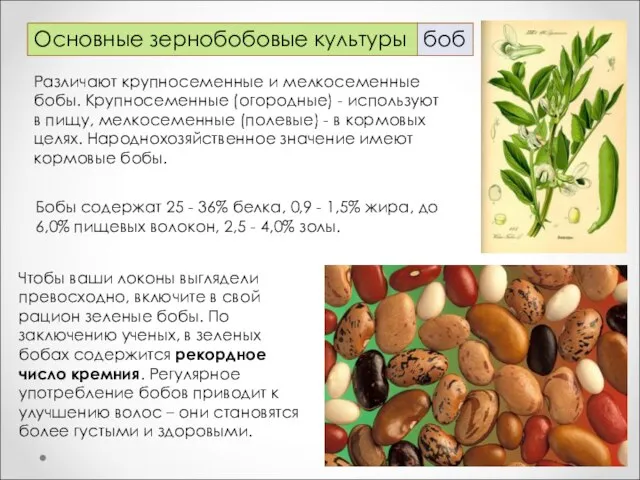 Основные зернобобовые культуры боб Чтобы ваши локоны выглядели превосходно, включите в свой