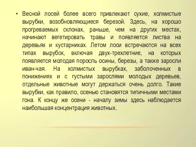 Весной лосей более всего привлекают сухие, холмистые вырубки, возобновляющиеся березой. Здесь, на