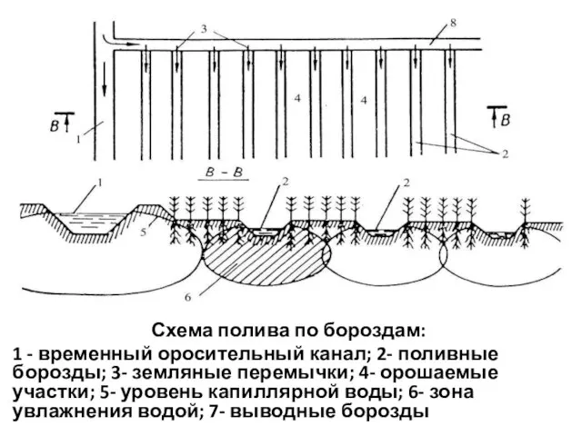 Схема полива по бороздам: 1 - временный оросительный канал; 2- поливные борозды;