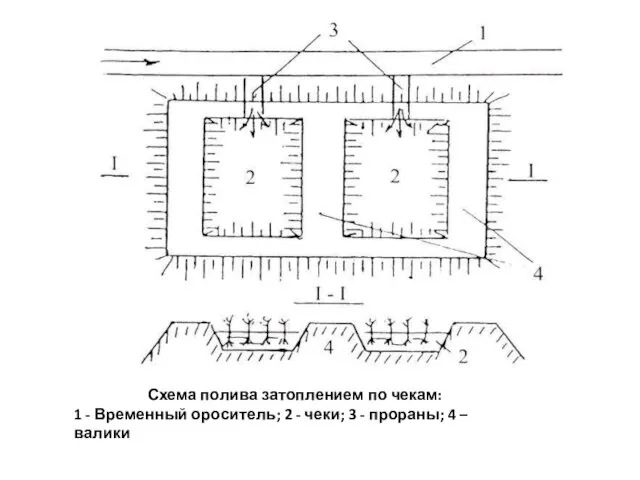 Схема полива затоплением по чекам: 1 - Временный ороситель; 2 - чеки;