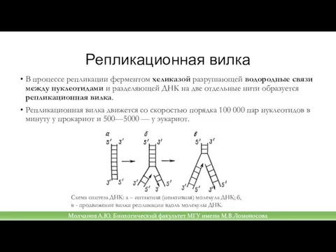 Репликационная вилка В процессе репликации ферментом хеликазой разрушающей водородные связи между нуклеотидами