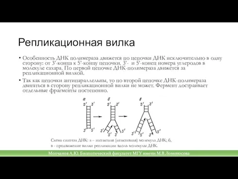 Репликационная вилка Особенность ДНК полимераза движется по цепочки ДНК исключительно в одну