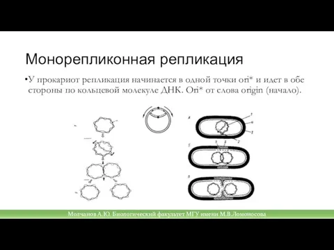 Монорепликонная репликация У прокариот репликация начинается в одной точки ori* и идет