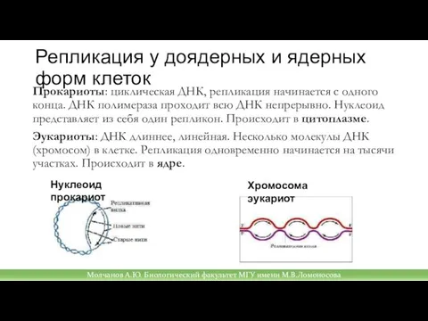 Репликация у доядерных и ядерных форм клеток Прокариоты: циклическая ДНК, репликация начинается