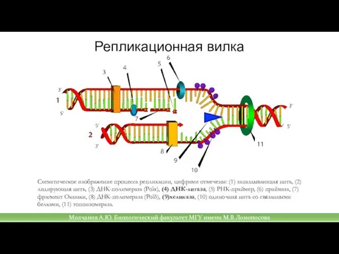 Репликационная вилка Схематическое изображение процесса репликации, цифрами отмечены: (1) запаздывающая нить, (2)