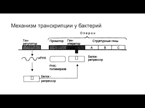 Механизм транскрипции у бактерий