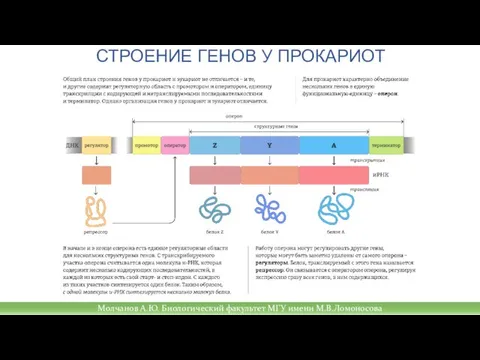 СТРОЕНИЕ ГЕНОВ У ПРОКАРИОТ Молчанов А.Ю. Биологический факультет МГУ имени М.В.Ломоносова