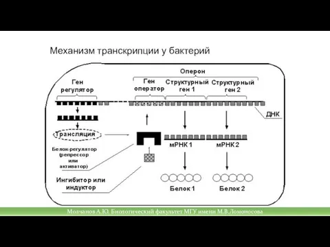 Механизм транскрипции у бактерий Молчанов А.Ю. Биологический факультет МГУ имени М.В.Ломоносова