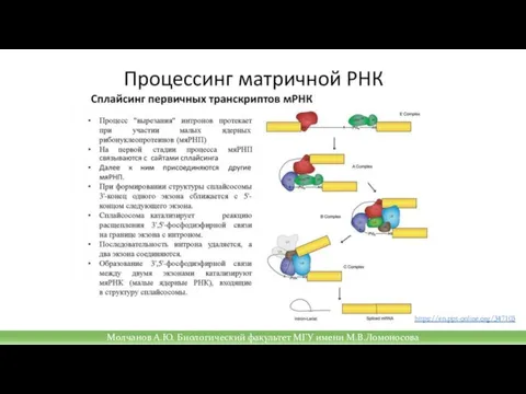 https://en.ppt-online.org/347103 Молчанов А.Ю. Биологический факультет МГУ имени М.В.Ломоносова