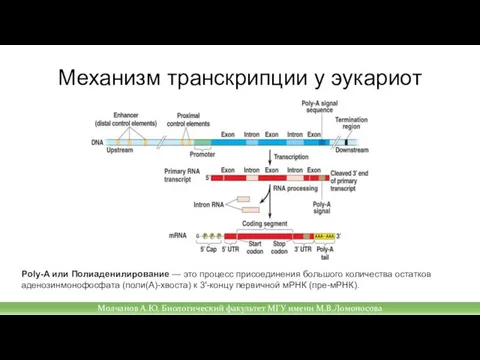 Механизм транскрипции у эукариот Молчанов А.Ю. Биологический факультет МГУ имени М.В.Ломоносова Poly-A