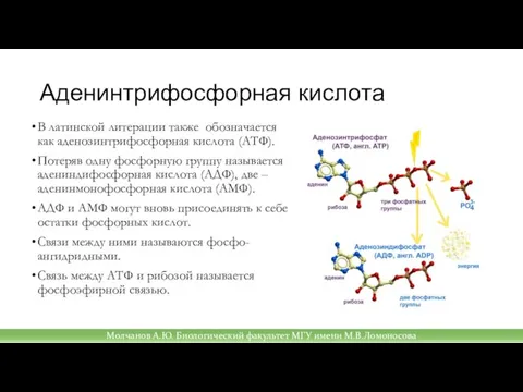 Аденинтрифосфорная кислота В латинской литерации также обозначается как аденозинтрифосфорная кислота (АТФ). Потеряв