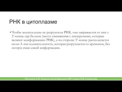 РНК в цитоплазме Чтобы экзонуклеазы не разрушили РНК, она закрывается от них