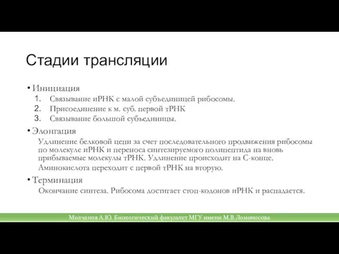 Стадии трансляции Инициация Связывание иРНК с малой субъединицей рибосомы. Присоединение к м.