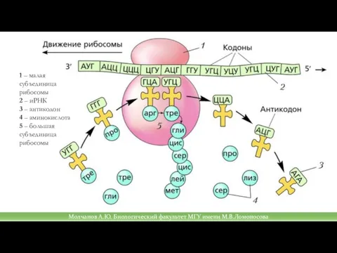 Молчанов А.Ю. Биологический факультет МГУ имени М.В.Ломоносова 1 – малая субъединица рибосомы