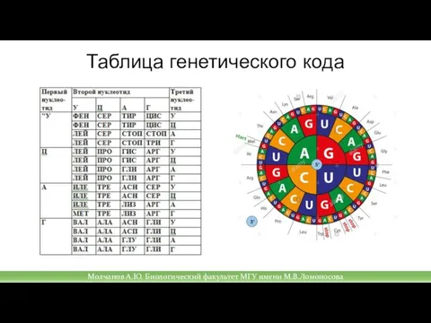 Таблица генетического кода Молчанов А.Ю. Биологический факультет МГУ имени М.В.Ломоносова