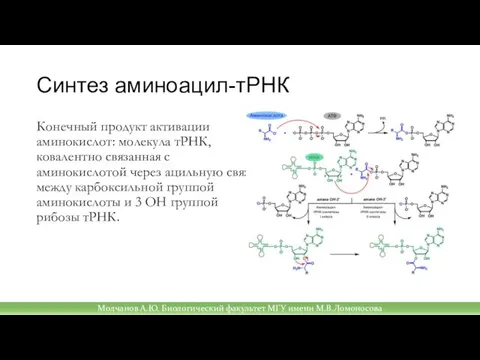 Синтез аминоацил-тРНК Конечный продукт активации аминокислот: молекула тРНК, ковалентно связанная с аминокислотой