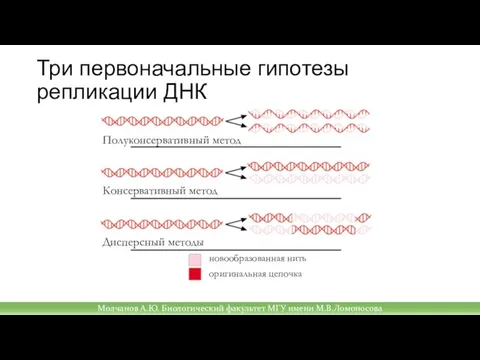 Молчанов А.Ю. Биологический факультет МГУ имени М.В.Ломоносова Три первоначальные гипотезы репликации ДНК