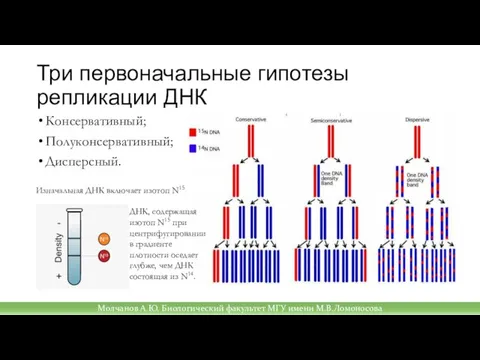 Молчанов А.Ю. Биологический факультет МГУ имени М.В.Ломоносова Три первоначальные гипотезы репликации ДНК