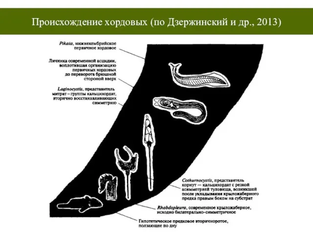 Происхождение хордовых (по Дзержинский и др., 2013)