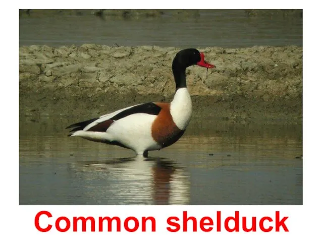 Common shelduck