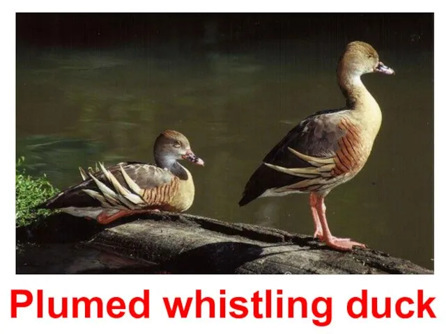 Plumed whistling duck