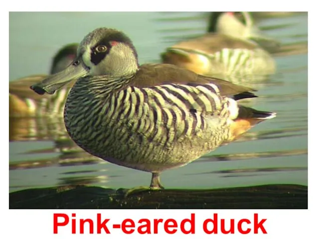 Pink-eared duck