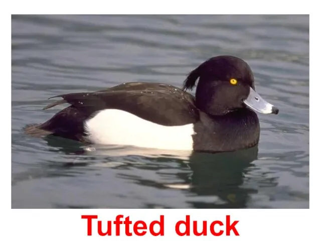 Tufted duck