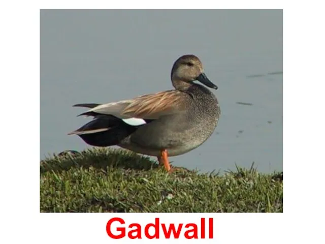 Gadwall