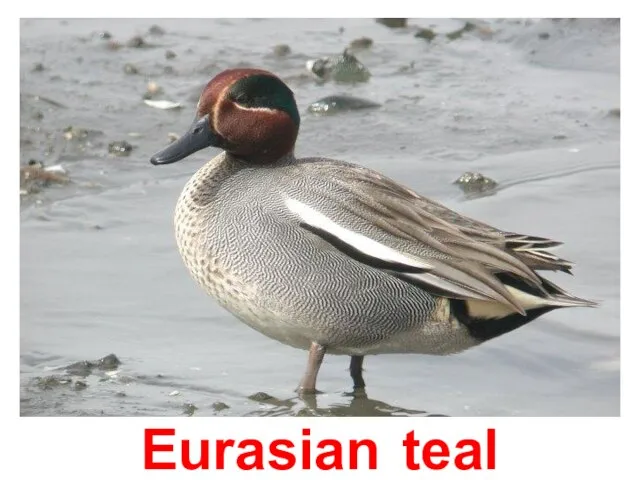Eurasian teal