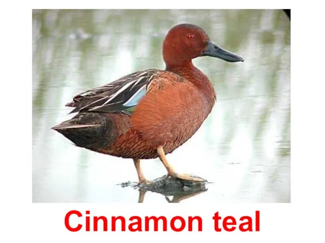 Cinnamon teal