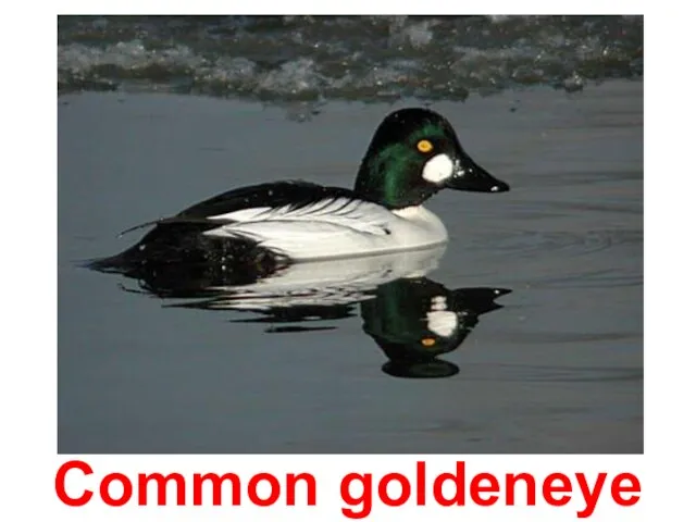Common goldeneye
