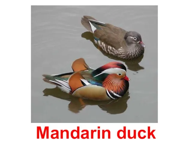 Mandarin duck