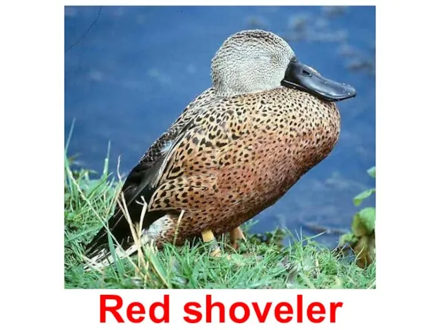 Red shoveler