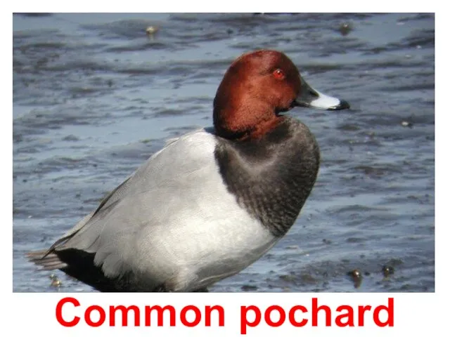 Common pochard