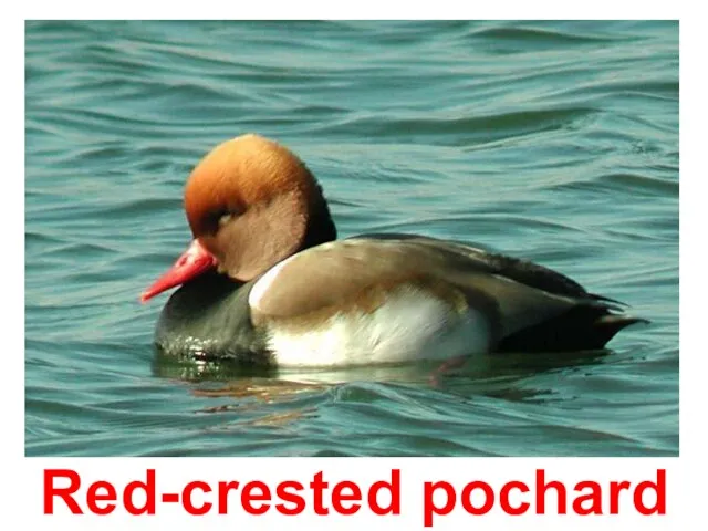 Red-crested pochard