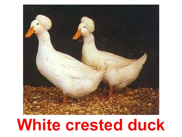 White crested duck