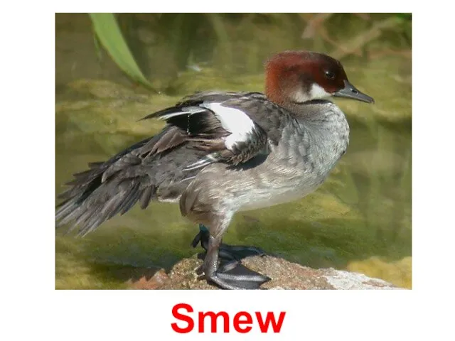 Smew