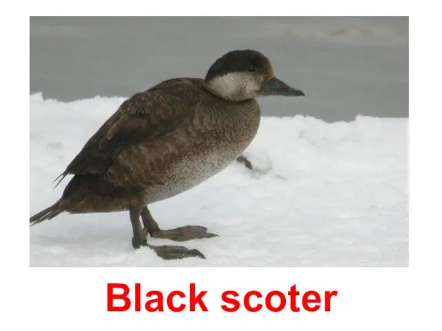 Black scoter