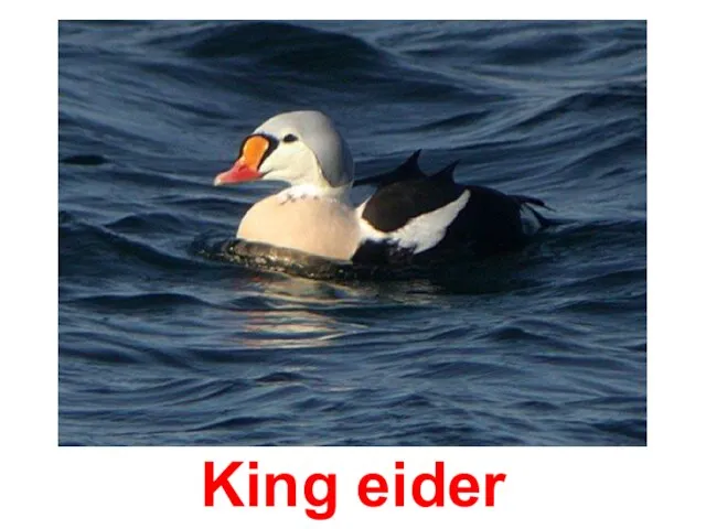 King eider