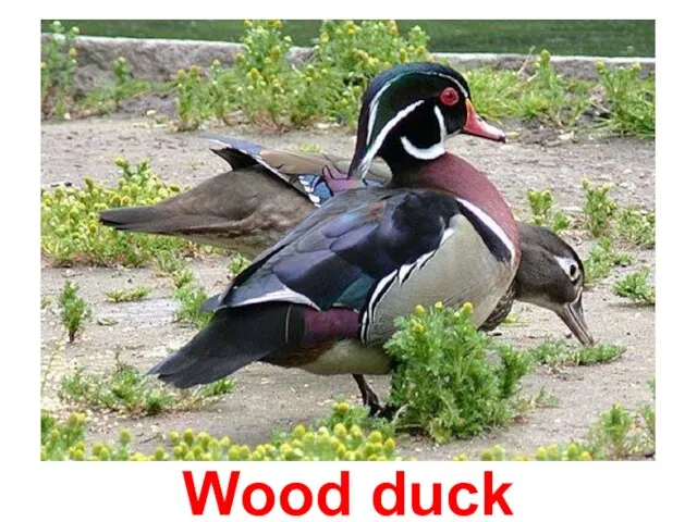 Wood duck