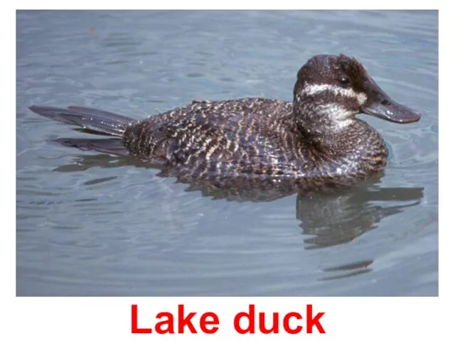 Lake duck